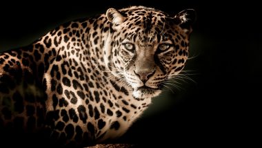 Man-Eater Leopard Shot Dead By Forest Department in Maikot Village